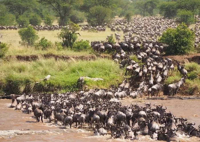mara-wildebeest-migration-river-crossing-to-serengeti